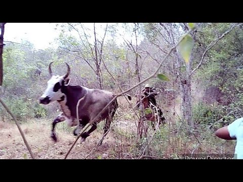 vaca chuvisco ( toada)