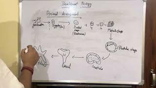 Development biology- Inteoduction, growth, commitment, differentiation, morphogenesis. Stages.