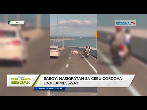 Balitang Bisdak: Baboy sa Cebu Expressway