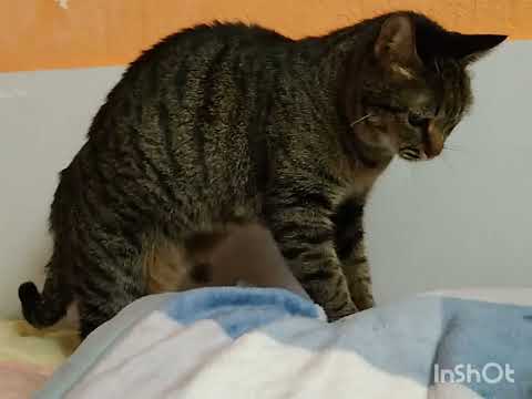 Cat knows how to massage | Tasha the cat #short