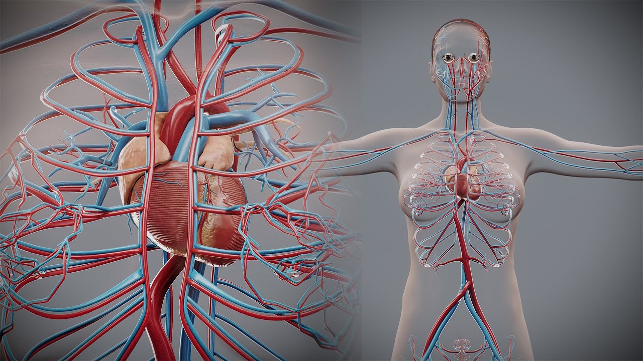 Human Female Circulatory Anatomy 3D Model