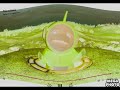 Teletubbies Ending Credits G Major 74