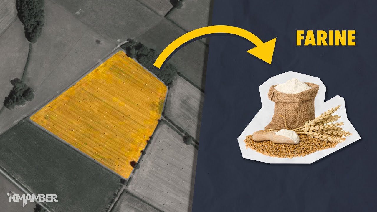 Quelle taille de champ pour 1 kilo de farine 