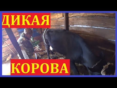 Первый раз доили аппаратом / Антибрык разлетелся!