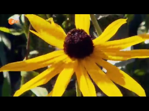 Planet E - Chemifabrik Pflanze