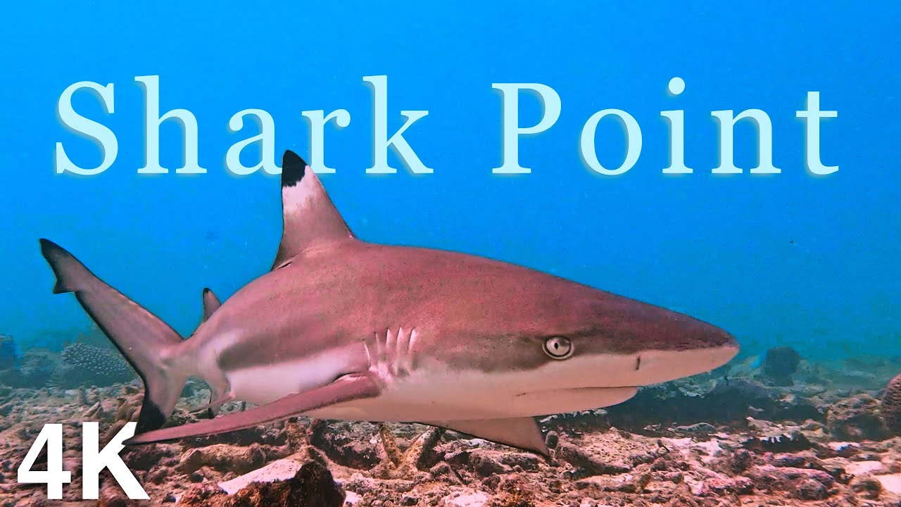 Dive into captivating glimpse of underwater world of Shark Point.