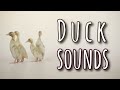 Duck Sounds To Attract Ducks Ducklings