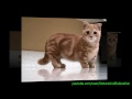 Munchkin - El Gato Munchkin - Razas de gatos