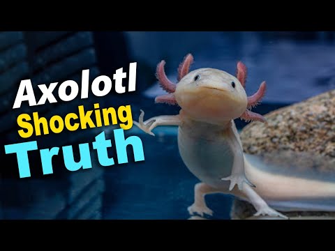 Shocking Secrets of the Axolotl: Revealing the Truth About This Endangered Wonder!
