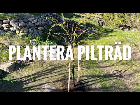 Plantera och skapa trädgårdsrum med vitpil – Så lyckas du med Salix alba Tristis i din trädgård
