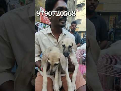 Chippiparai Dog | 6000 Rupees | Chennai | Boardway pet market