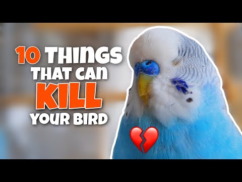 These 10 Things Can KILL Your Bird