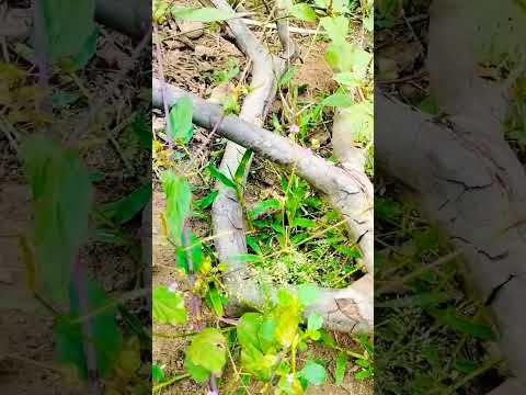 new flower short video music karimulla