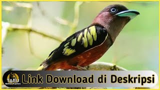 Download lagu Suara Masteran Burung Sempur Hujan Rimba mp3
