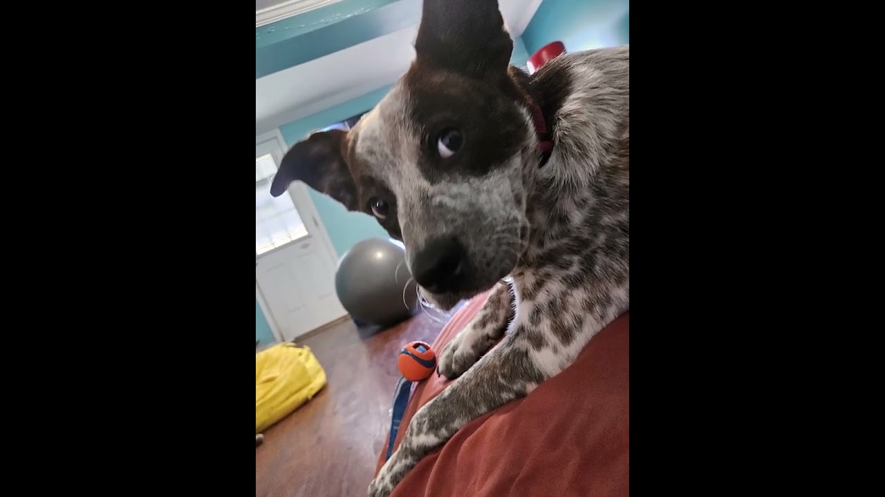 Dewey, a Adoptable mixed breed in Albany, NY video 2/4