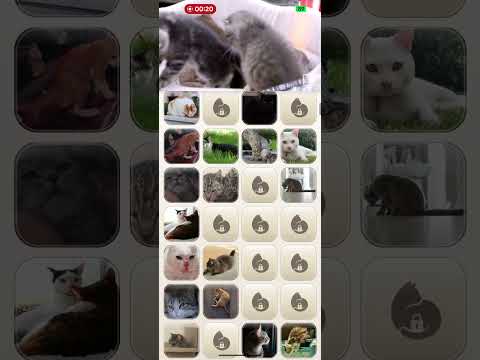 Floating Cat Videos - Sumineko