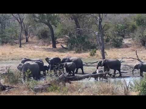 Djuma: Elephant herd with small ones - 13:26 - 08/28/20