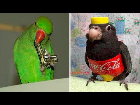 14 PAPAGAIOS MAIS ENGRAÇADOS DA INTERNET