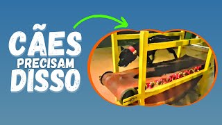 COMO EXERCITO MEUS CES !!