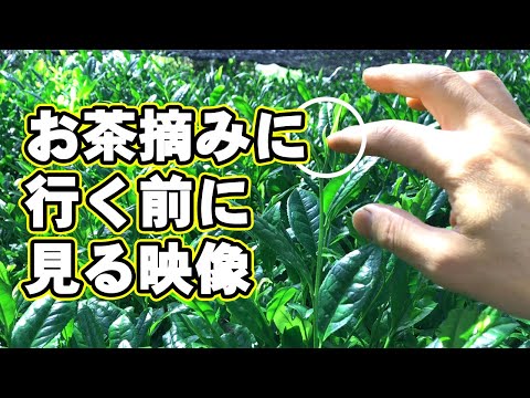 , title : '【お茶の体験】必見！お茶の手摘みのポイント'