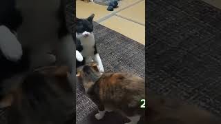 #shorts ヌコ異種格闘技戦 猪木対モハメド・アリ戦を彷彿？！