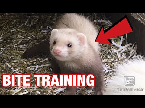 YouTube video about: How do you discipline a ferret?