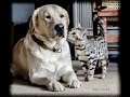 Amazing Cat and Dog LOVE, Our Labrador.