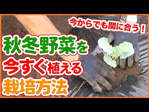豆はいつ、どのように蒔くのですか？いつ植えるのですか？どの品種を選ぶべきですか？おすすめのヒント + サポートビデオ  庭園