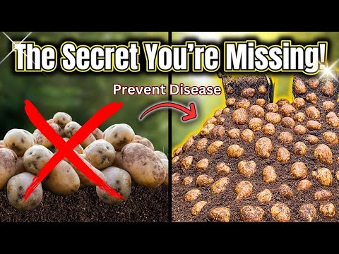 3x Potatoes