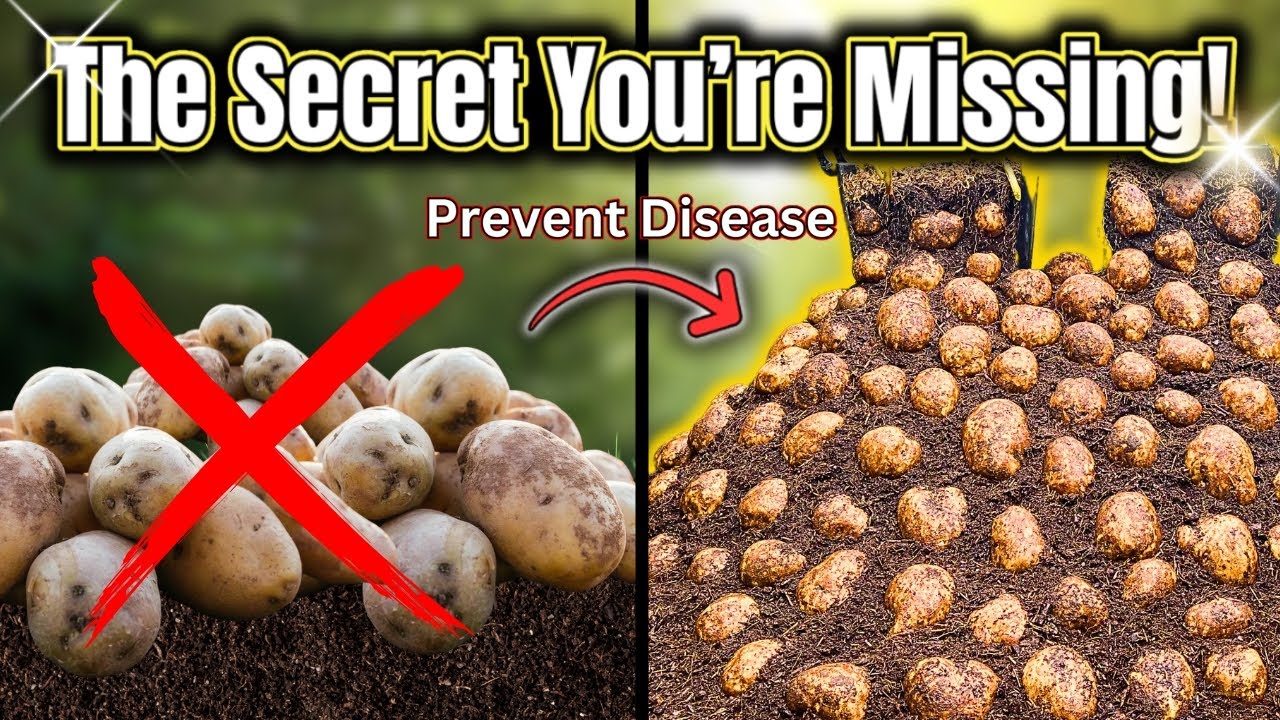 This 1 Trick Grows Potatoes 3X Bigger!