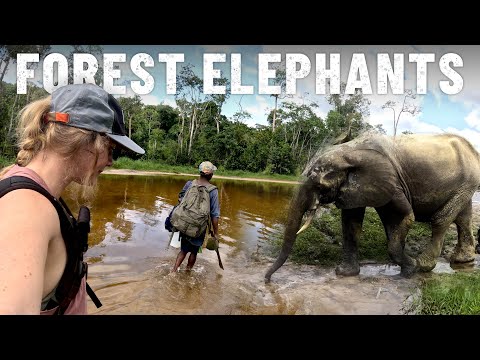 A Ba’aka (pygmy) guide brings me into their forest full of WILD elephants 🇨🇫[S7-E77]