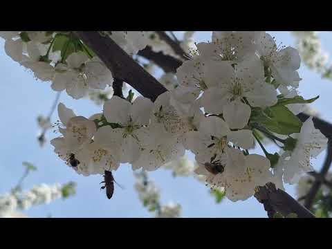 ‎@-earth.plants-animals  Prunus avium,wild cherry tree,pema e qershisë së egër(1)