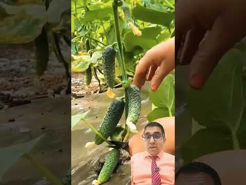 Kakra ra Tamatar Dherai falaune tarika  #yubrajghimireofficail  #kirsi #farmar  #nature