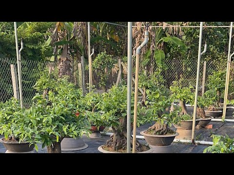 chiều ra thăm vườn mai ghép đc 3 tháng hơn anh em ơi.