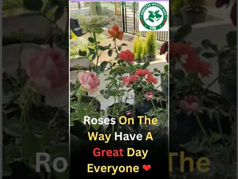 Divine rose Plants