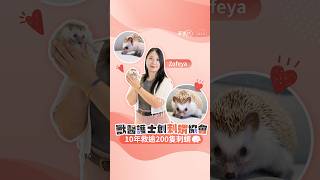 獸醫護士創刺蝟協會 10年救逾200隻刺蝟