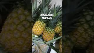Download lagu Nanas Manis MD2 Gold mp3 Download lagu Nanas Manis MD2 Gold mp3