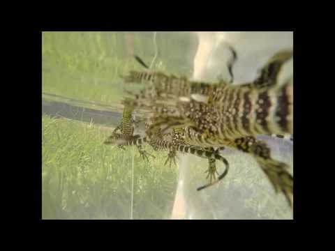 It's a Hatchling thing