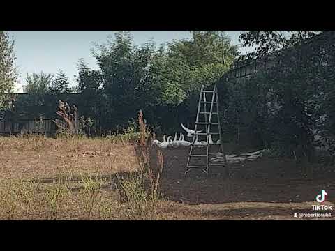 Rata zboara🦆🦆🦆🦆