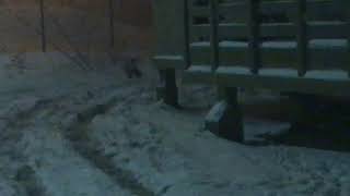 preview picture of video 'Fox outside Nuiqsut Trapper School'