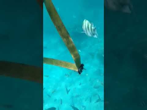 widad selam video fish snokerling redang 2023