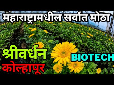 महाराष्ट्रातील सर्वात मोठा flower plantation | श्रीवर्धन बायोटेक कोंडिग्रे | Shrivardhan Biotech