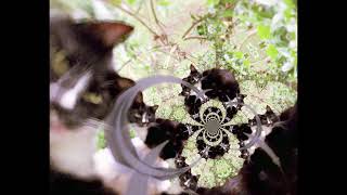 Shawarma Boy - Crystal Clear (Beer)