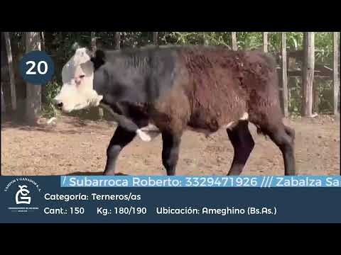 Lote M Y H - Ameghino Bs As