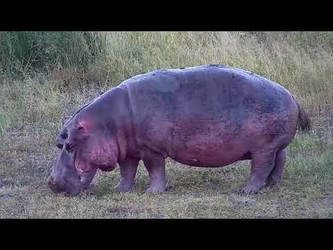 Djuma: Hippo out of water grazing - 18:22 - 02/16/2022
