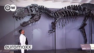 One Of The Best-Preserved T-Rex Skeletons In The W