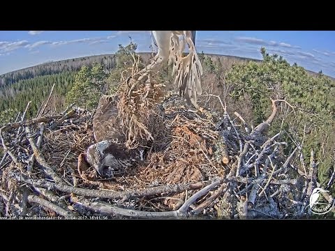 2017/04/30 18h11m Latvian Osprey~Male brings hay gift~