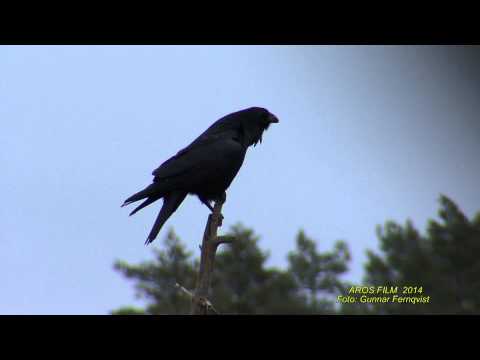KORP  Common Raven  (Corvus corax)  Klipp - 1290