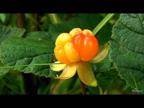 Морошка (2015)