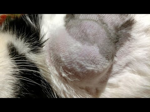 Rush to clean up popped abscess on cat.